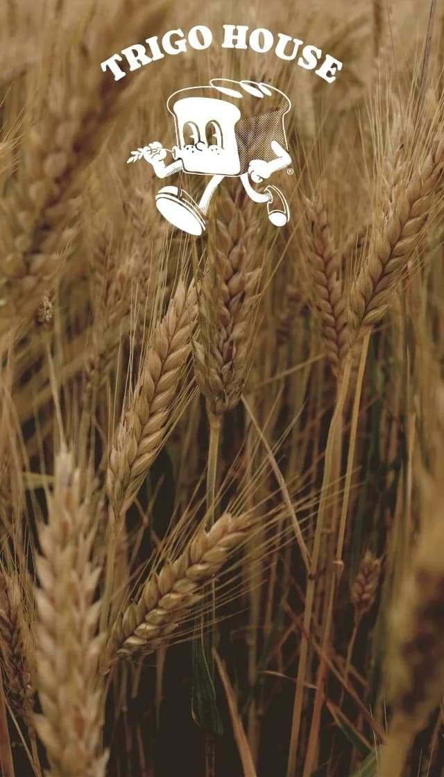 Logo de Trigo House sobre un campo de trigo